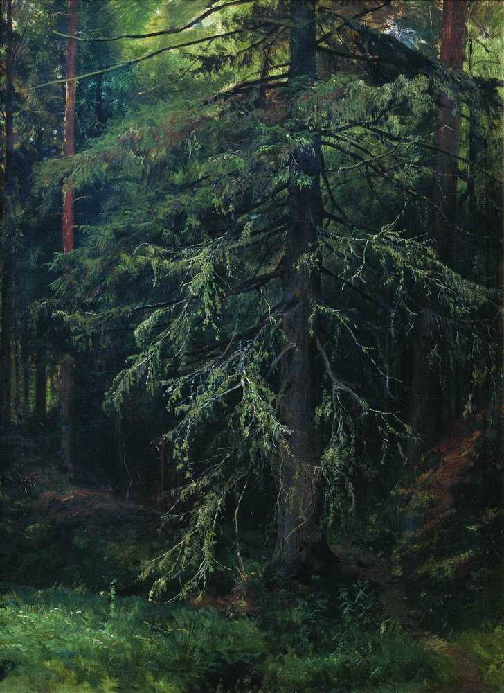 Картина Ель. Этюд – художник Иван Иванович Шишкин