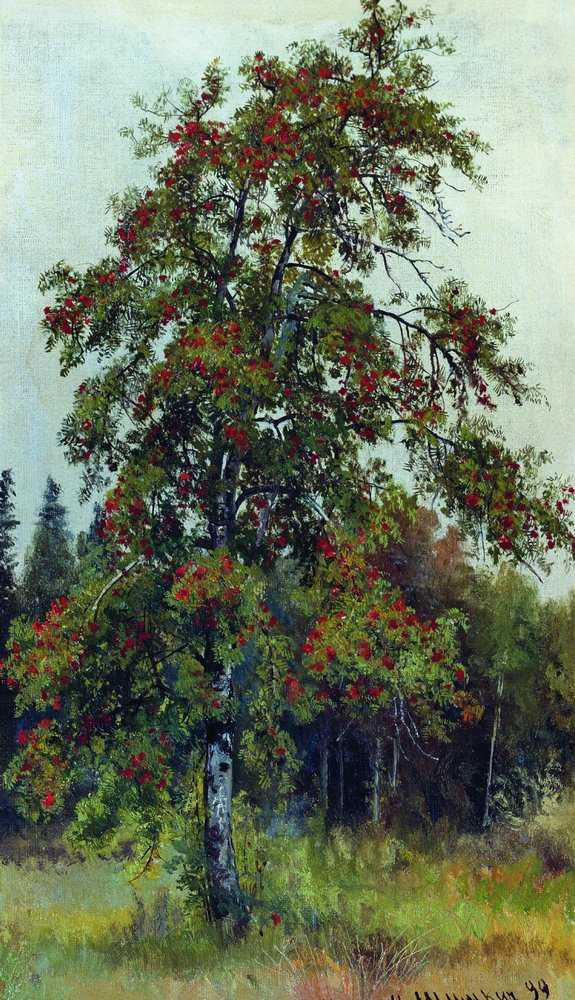 Картина Рябина – художник Иван Иванович Шишкин