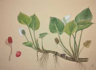 белокрыльник болотный