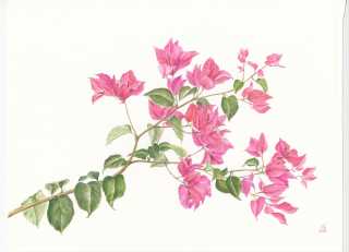 бугенвиллия